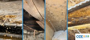 Expertise - Infestation parasitaire