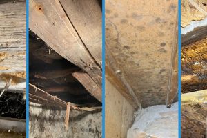 Expertise – Infestation parasitaire