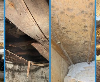 Expertise – Infestation parasitaire