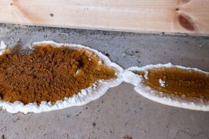 Expertise – La mérule