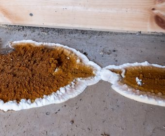 Expertise – La mérule