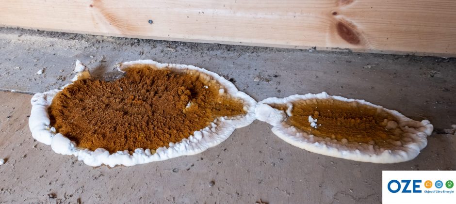 Expertise – La mérule